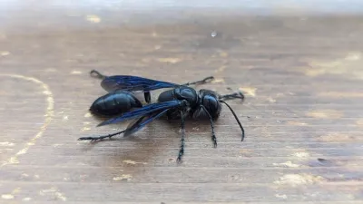 Grass carrier wasp on wooden surface showing characteristic slender black body and thread-waisted shape