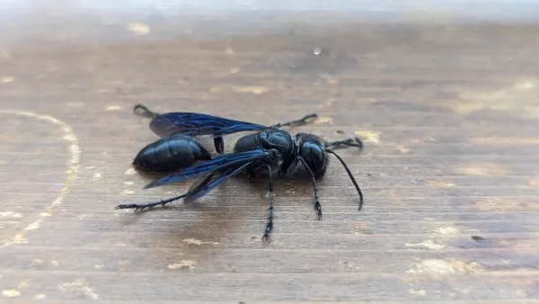 Grass carrier wasp on wooden surface showing characteristic slender black body and thread-waisted shape