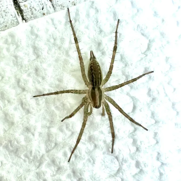 Top-down view of a grass spider on white surface showing distinctive striped pattern and banded legs