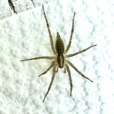 Grass Spiders