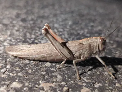 Side profile of a grasshopper showing its distinctive body shape and powerful hind legs