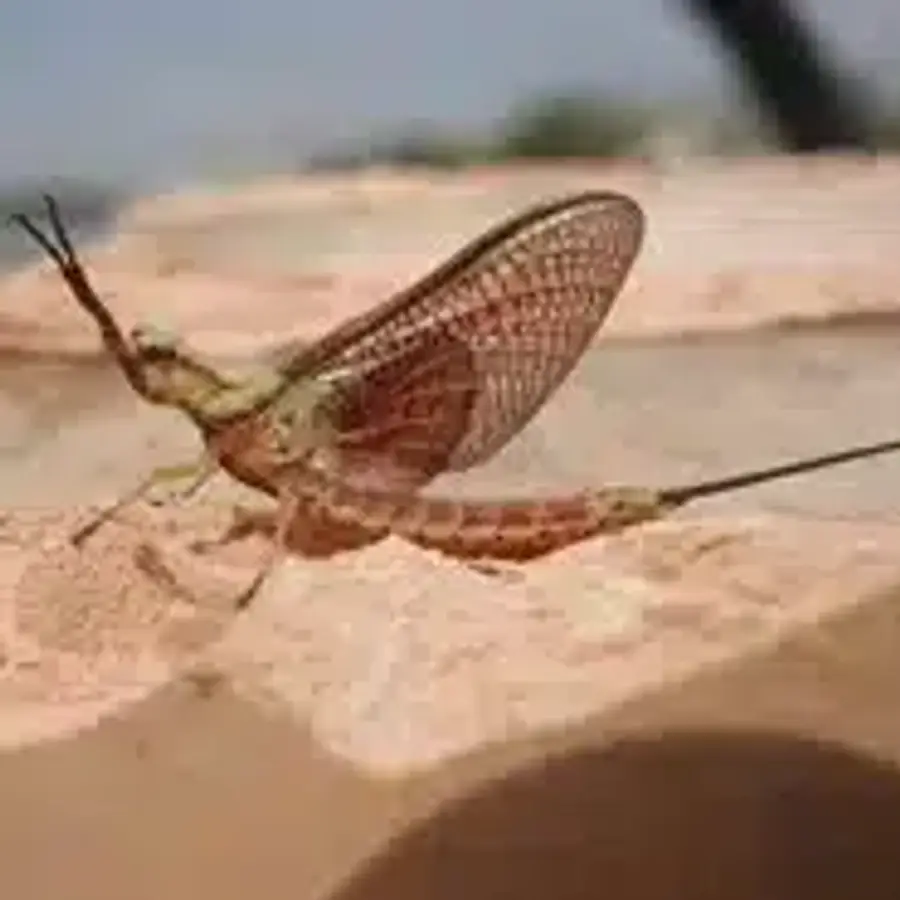 Grasshopper resting on brick surface