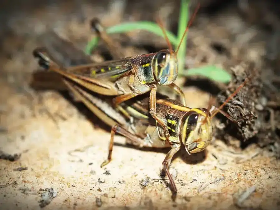 Two grasshoppers mating on soil