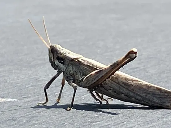 Adult gray bird grasshopper on a clean surface showing its full body profile, gray-brown coloration, and wing pattern