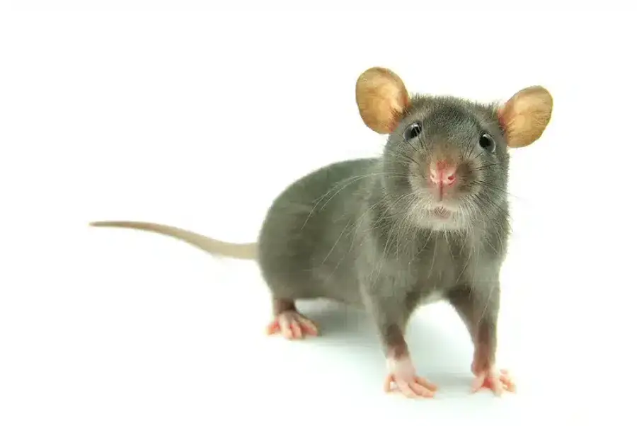 Gray rat with large ears and whiskers