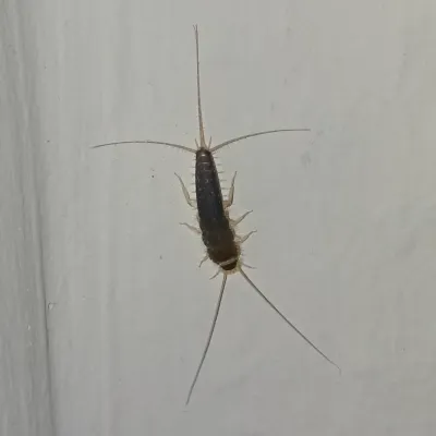 Gray silverfish on a white wall showing its characteristic long antennae and three tail filaments