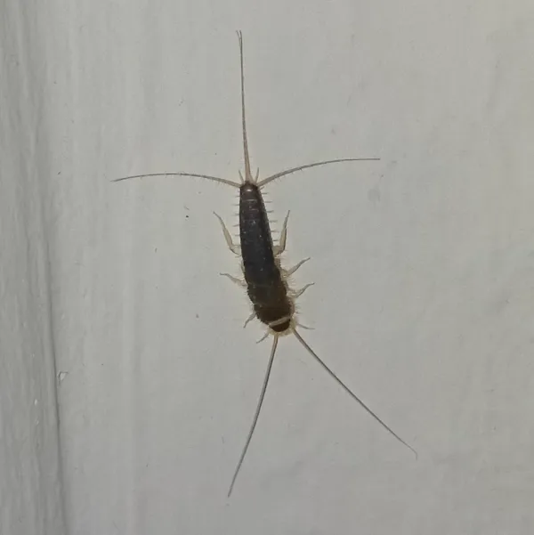 Gray silverfish on a white wall showing its characteristic long antennae and three tail filaments