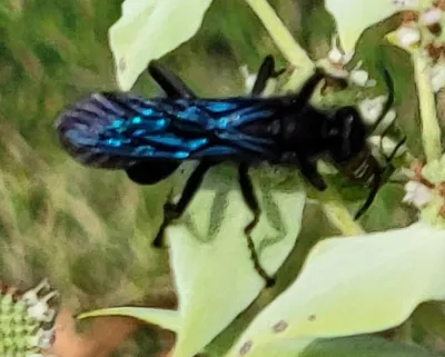 Close-up side view of a great black wasp showing iridescent blue-black wings and body