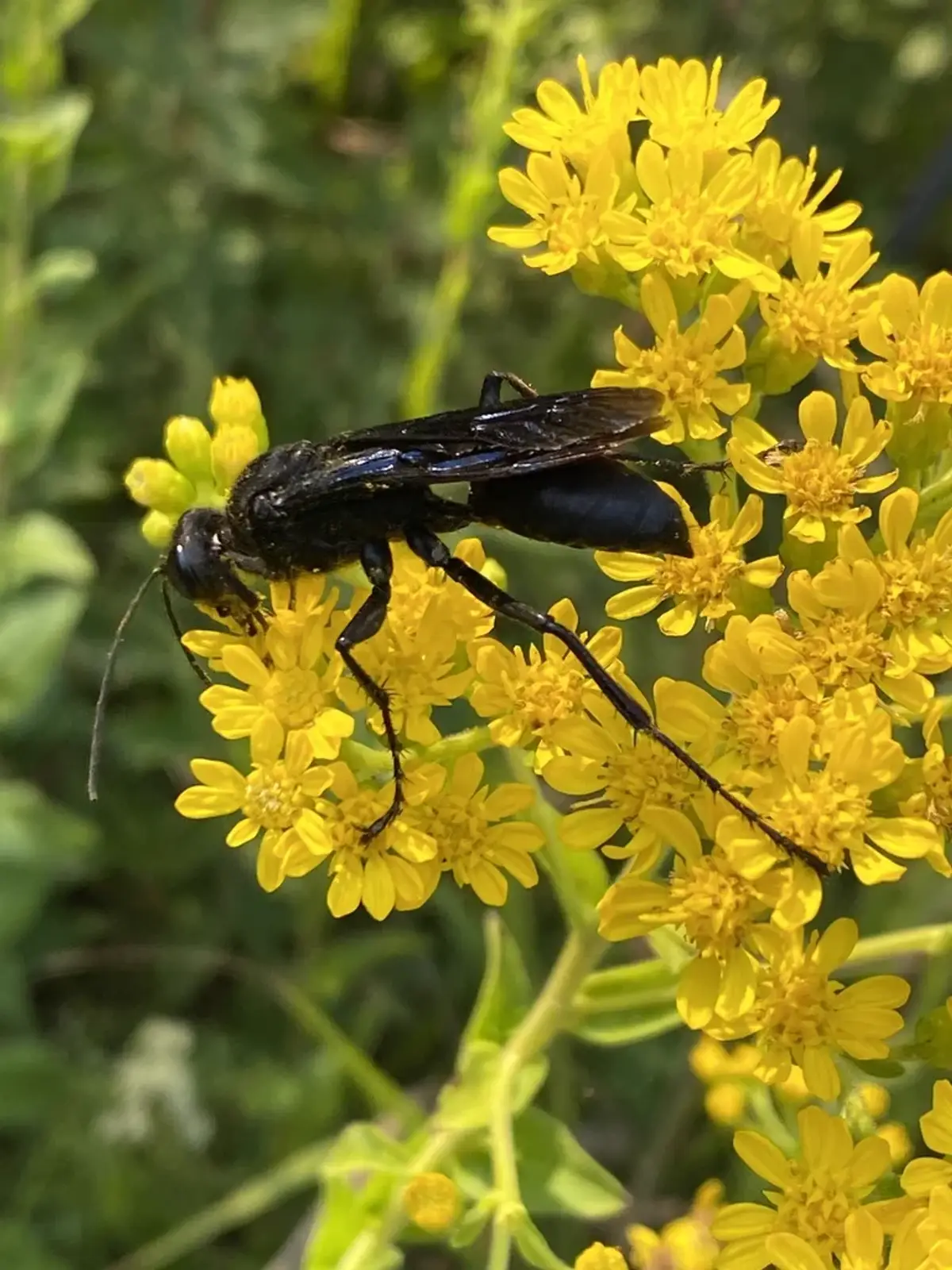 Great black wasp with blue-black wings feeding on yellow goldenrod flowers