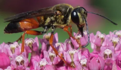 Great golden digger wasp on pink milkweed flowers showing distinctive golden thorax and orange legs