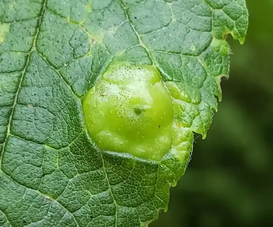 Green gall on a leaf surface