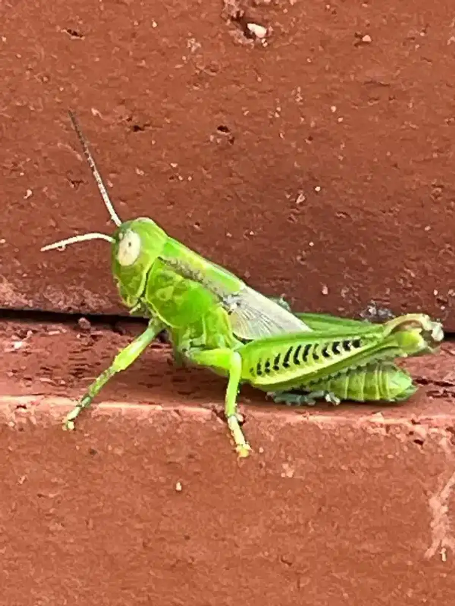 Green grasshopper on brick surface