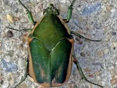 Green June Beetles