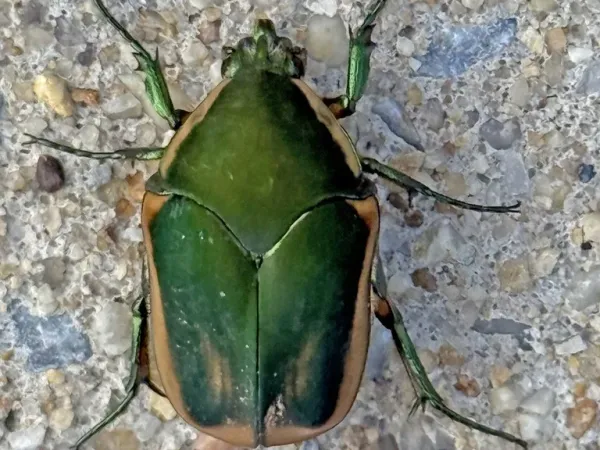 Top-down view of a green June beetle on concrete showing its velvety green back and gold-edged wing covers
