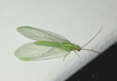 Adult green lacewing with delicate transparent wings spread on a white surface