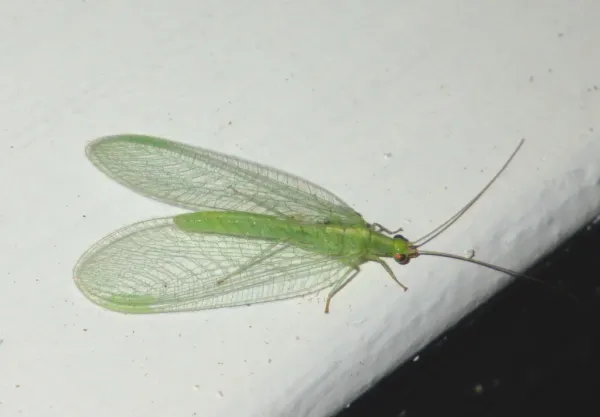 Adult green lacewing with delicate transparent wings spread on a white surface