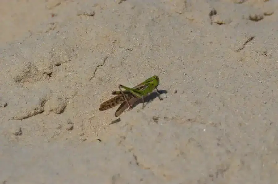 Green locust in its natural outdoor environment