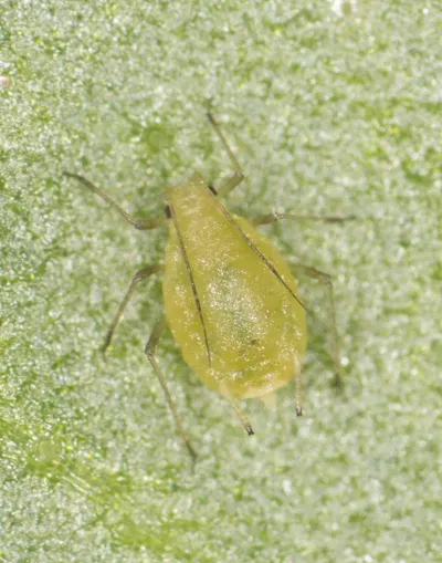 Top-down view of a single green peach aphid on a green leaf showing its pear-shaped body and long antennae