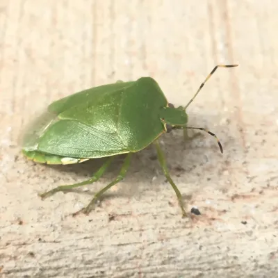 Adult green stink bug showing its bright green shield-shaped body on a wooden surface