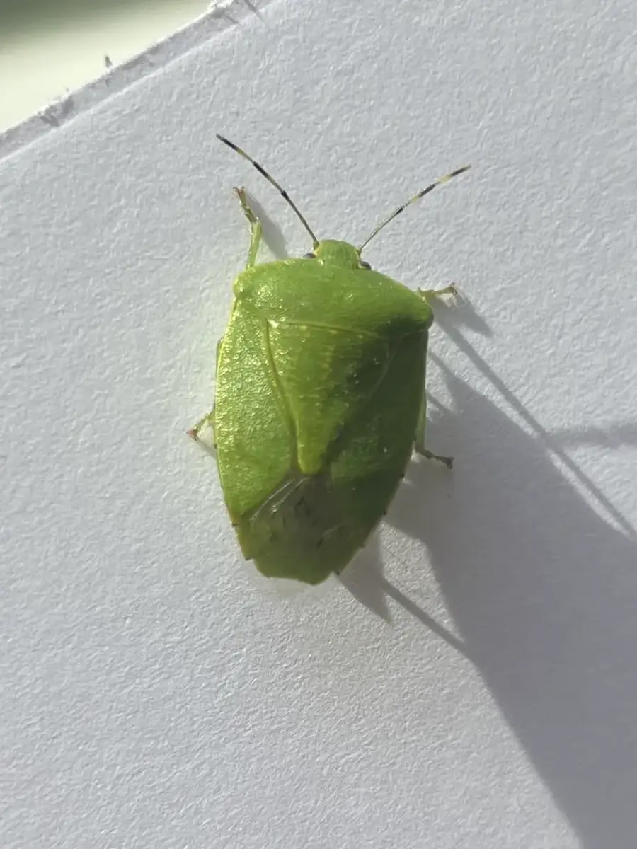 Green stink bug on white wall showing bright green coloring and shield shape