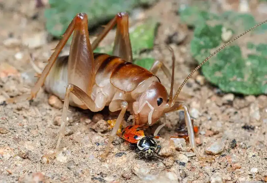 Camel cricket feeding outdoors showing its wingless body
