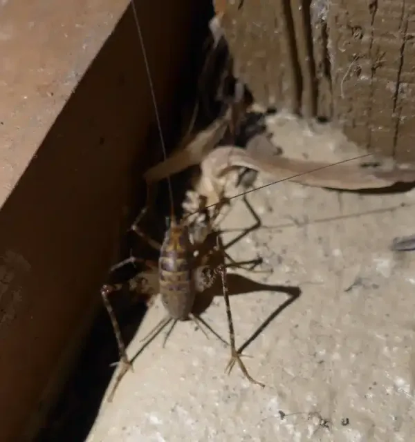 Bugs That Look Like Roaches: How To Identify Look-Alikes