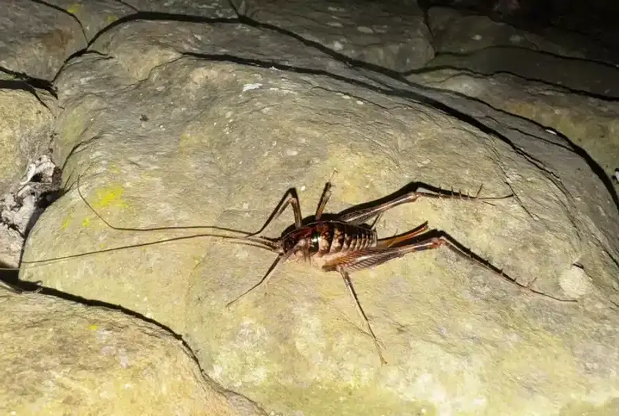 Greenhouse camel cricket active at night on stone surface