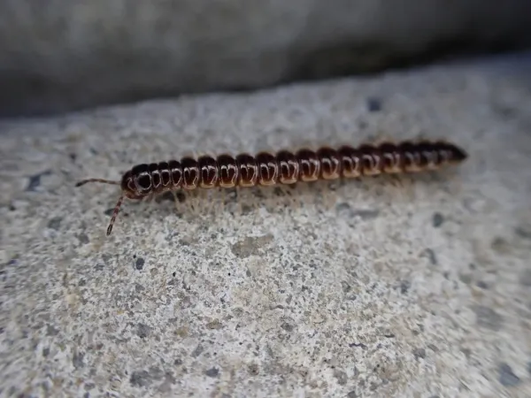 Greenhouse millipede showing characteristic dark brown body with cream-colored legs on concrete surface