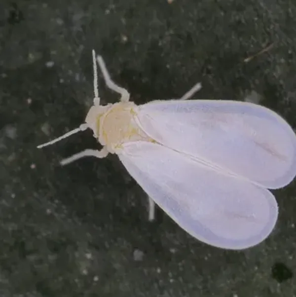 Top-down view of an adult greenhouse whitefly showing its distinctive white waxy wings