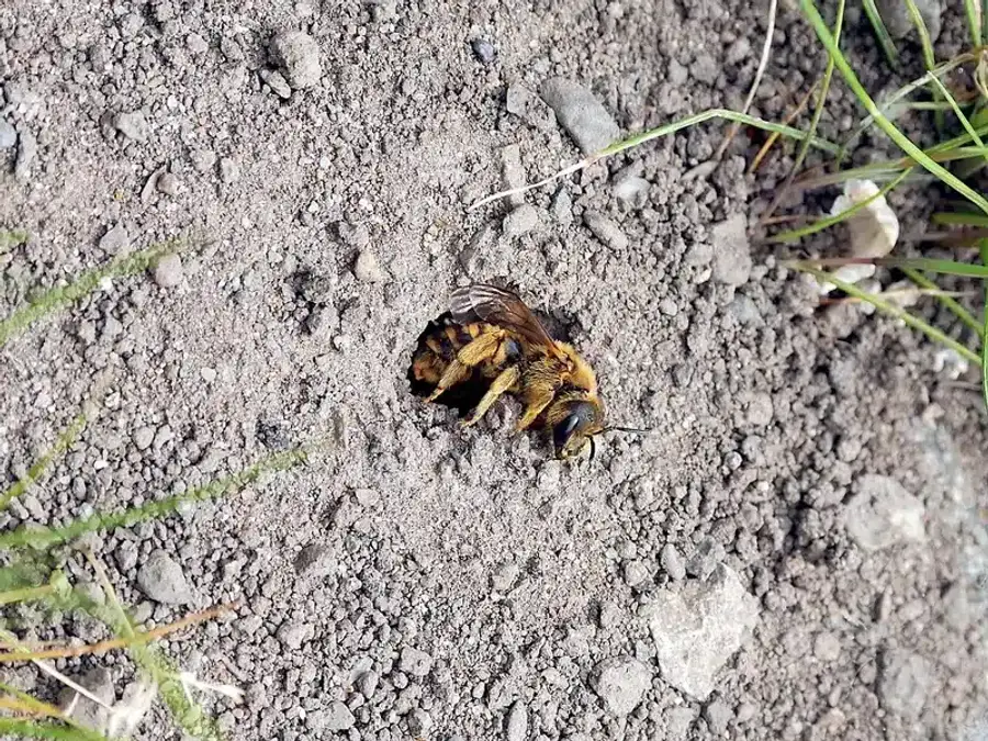 Bee emerging from ground nest