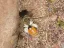 Bees