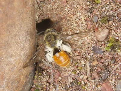 Honey bee collecting pollen from a flower