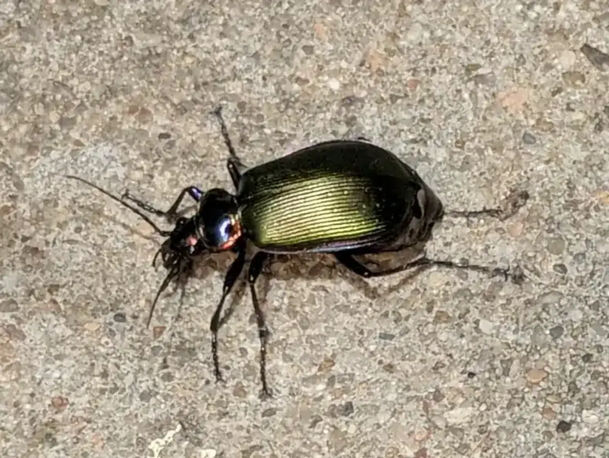 Ground beetle with iridescent green and gold wing covers crossing pavement