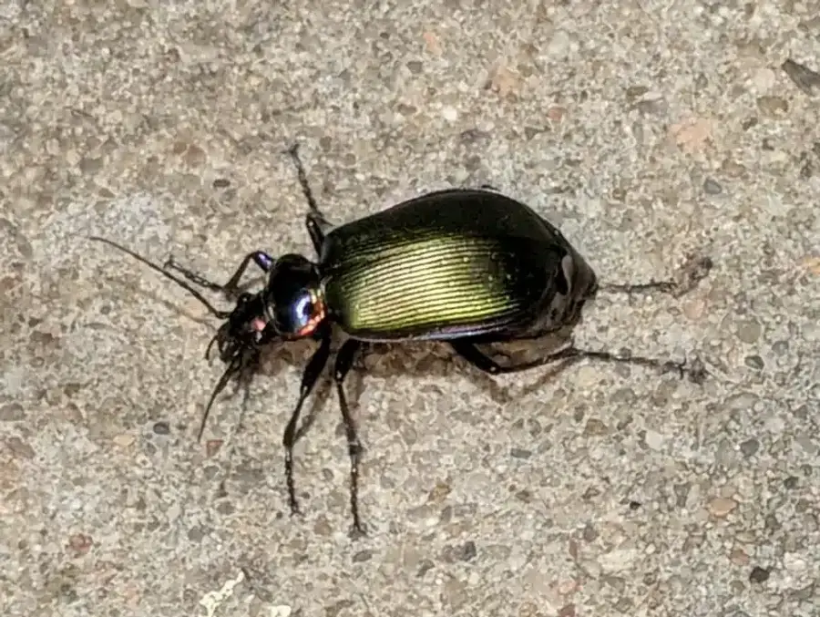 Shiny black ground beetle on pavement