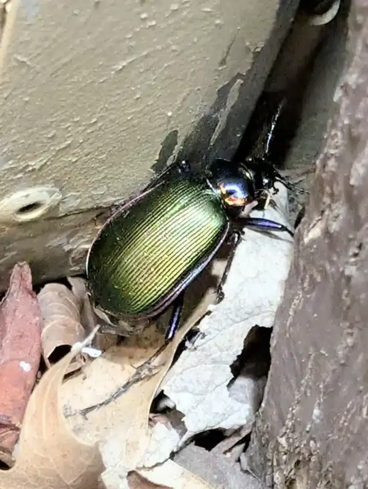 Ground beetle near foundation crack entry point