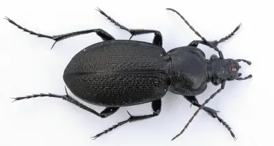 Top-down view of a black ground beetle showing elongated body, ridged wing covers, and long antennae