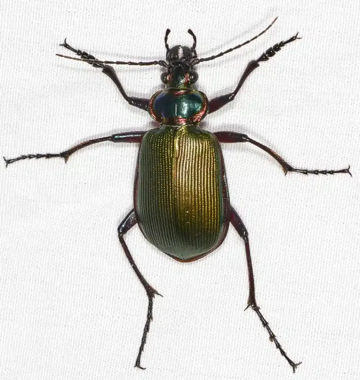 Ground beetle identification showing shiny exoskeleton