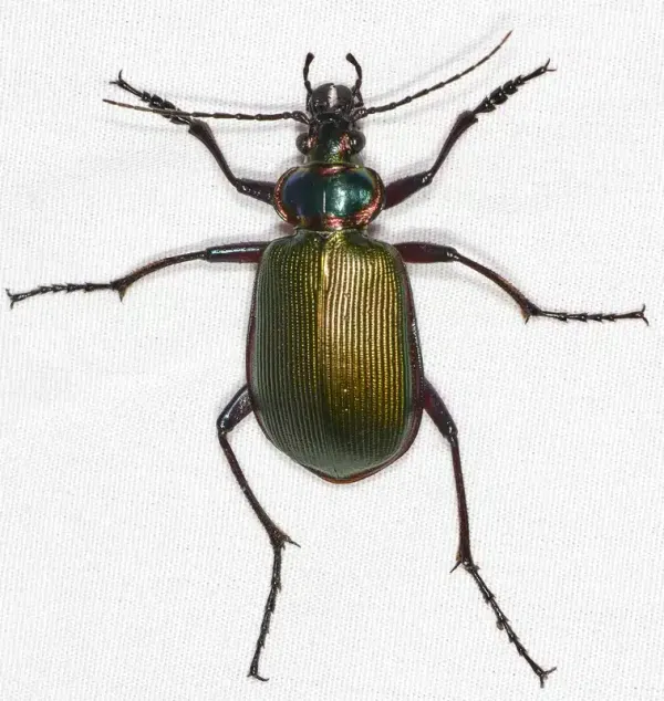Ground Beetles in House? How to Identify and Remove Them