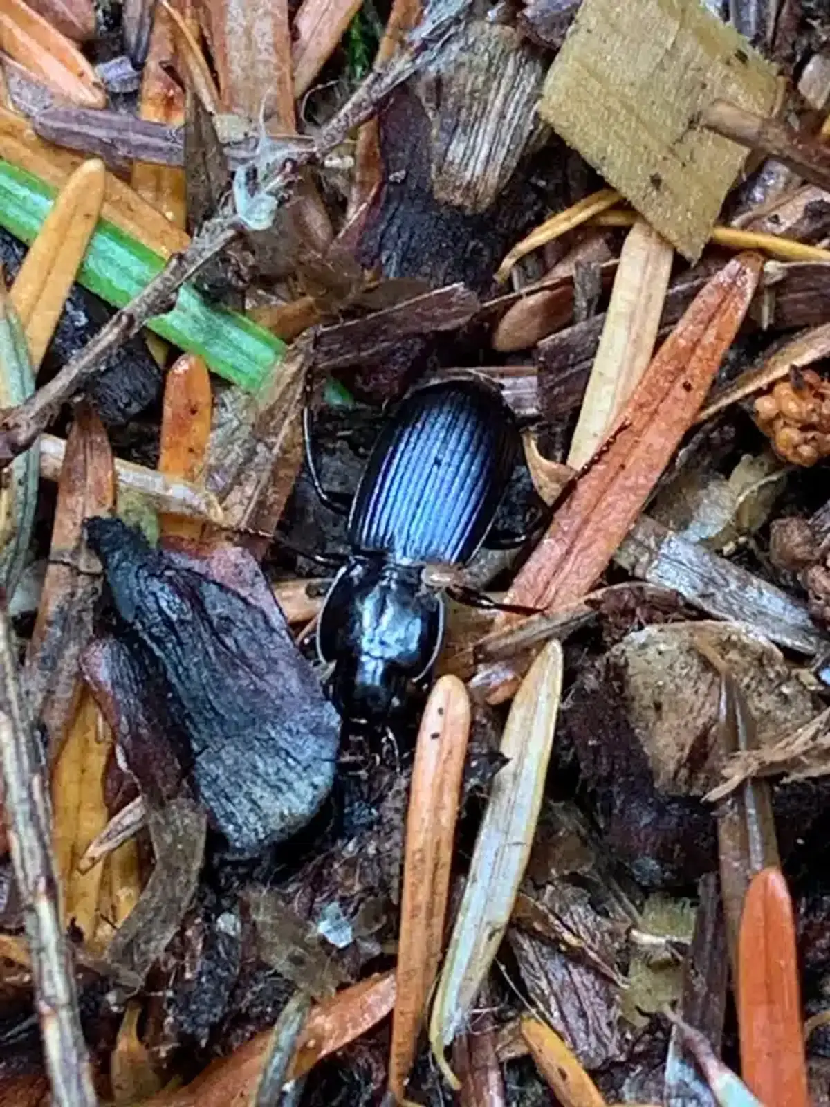 Ground beetle in natural outdoor mulch environment