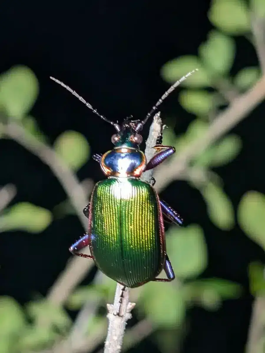 Ground beetle showing nocturnal behavior