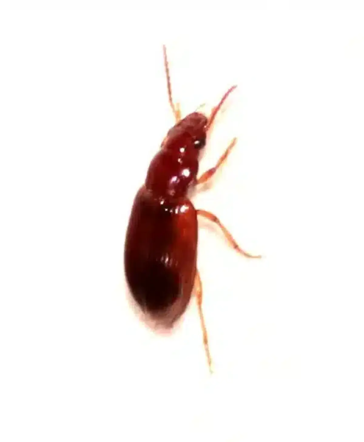 Ground beetle showing clear body segmentation and long antennae