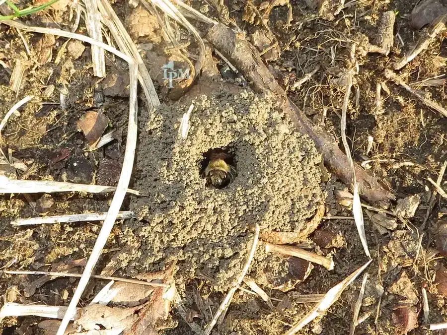 Bee emerging from soil nest