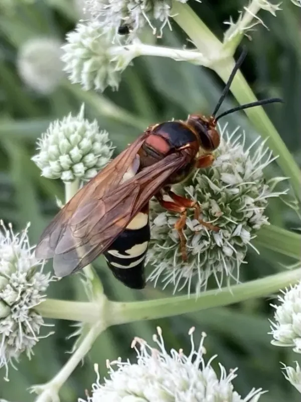 Eastern cicada killer wasp on white flowers showing distinctive black and yellow banding