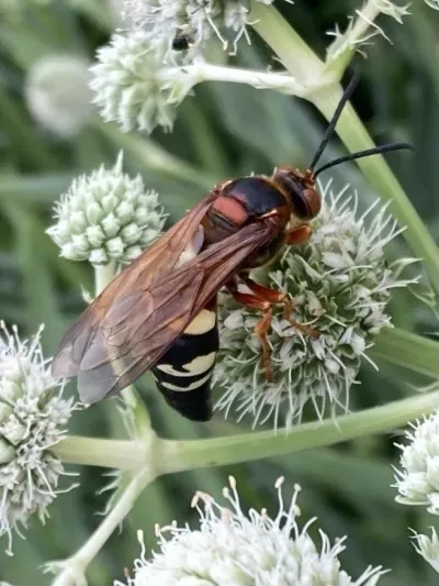 Eastern cicada killer wasp on white flowers showing distinctive black and yellow banding