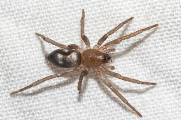 Close-up of a ground spider showing its compact body and extended legs on a light surface