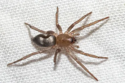 Close-up of a ground spider showing its compact body and extended legs on a light surface