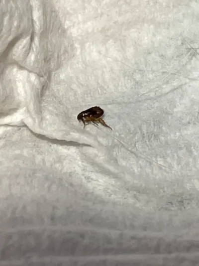 Close-up of a flea showing its dark body and flattened shape on a white background