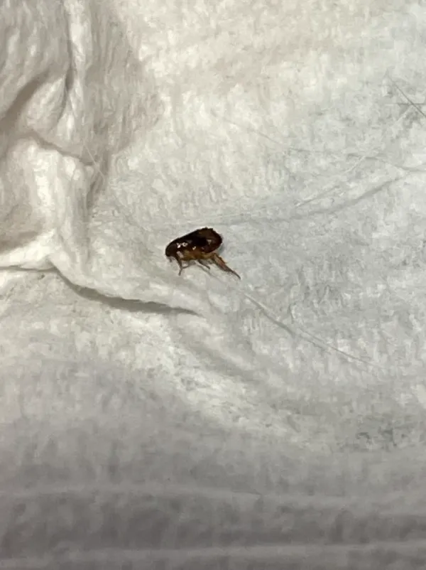 Close-up of a flea showing its dark body and flattened shape on a white background