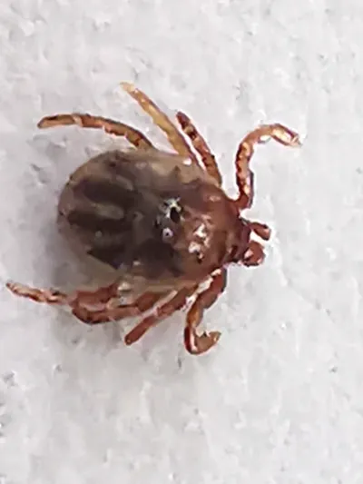 Dorsal view of a groundhog tick showing its reddish-brown body and eight legs against a white background
