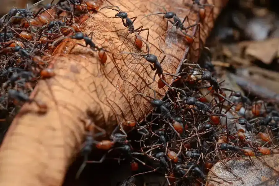 Colony of black and red ants